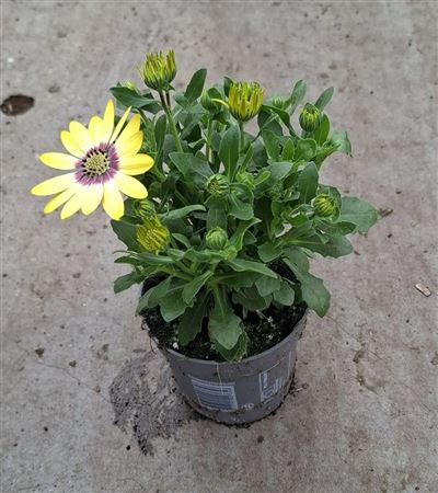 Osteospermum Senorita Kiki