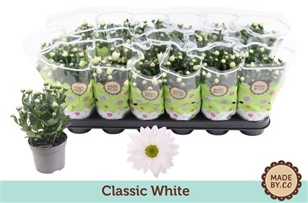 Крис Классик Белый