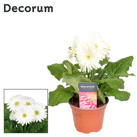 Gerbera White 2+ (decorum)