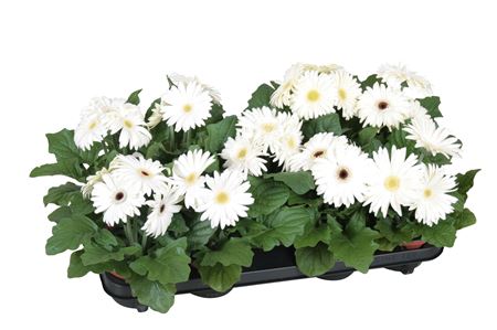 Gerbera Excellent White 2+