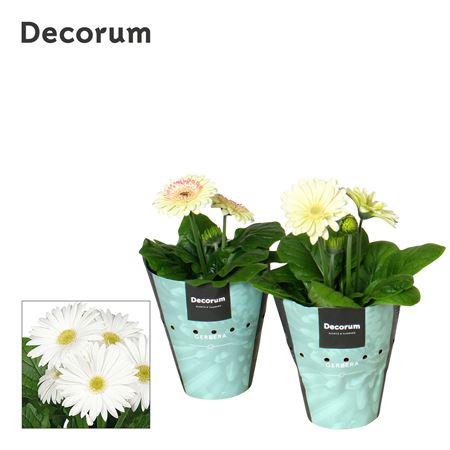 Gerbera White 2+ Potcover (decorum)