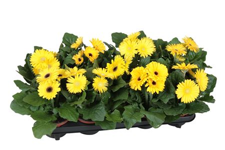 Gerbera Excellent Yellow 2+