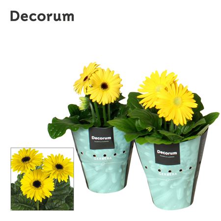 Gerbera Yellow 2+ Potcover (decorum)