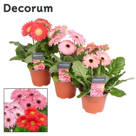 Gerbera Pink Mix 2+ (decorum)
