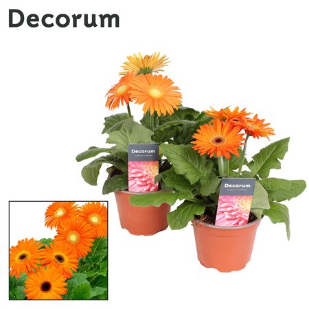 Gerbera Orange 2+ (decorum)