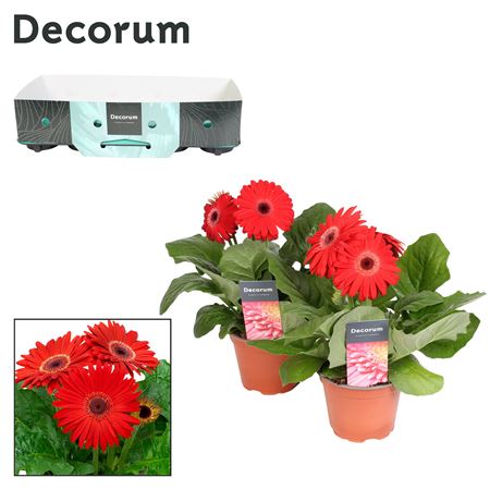 Gerbera Red 2+ Showbox (decorum)
