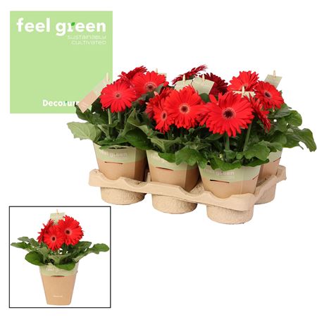 Gerbera Red 2+ Feel Green (decorum)