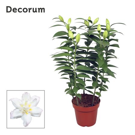 Lilium Or Double New Orleans 5pp (decorum)