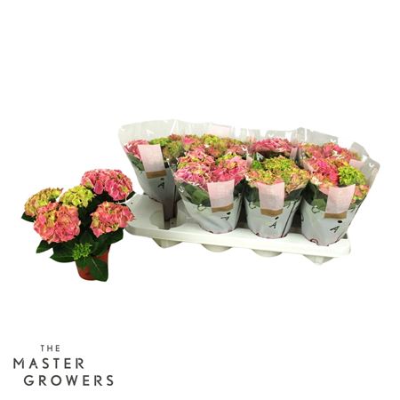 Hydrangea Ma Candy Heart Pink 3+