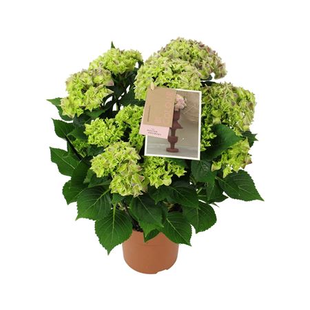 Hydrangea Ma Bicolor Blue 9+