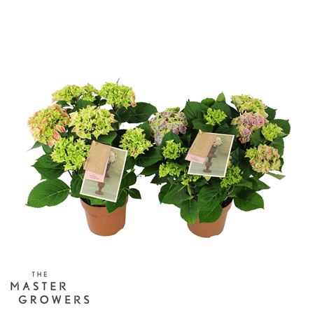 Hydrangea Ma Bicolor Mix 5+