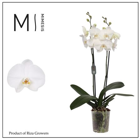 Phal 2st Ural 16+ Mimesis (orchid Growers)