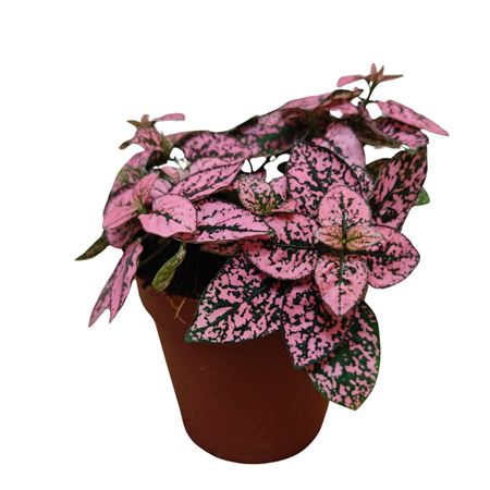 Гипоэстес Роза