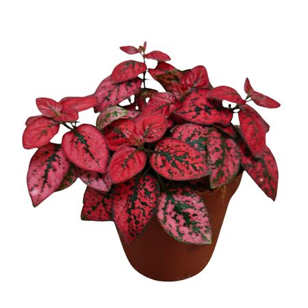 Hypoestes Red