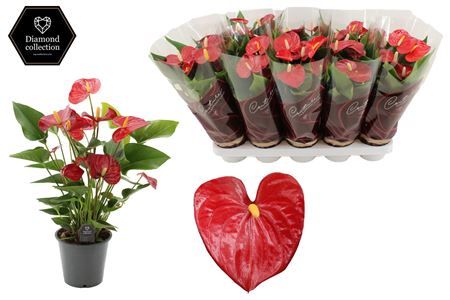 Anthurium 12 Cm Micra