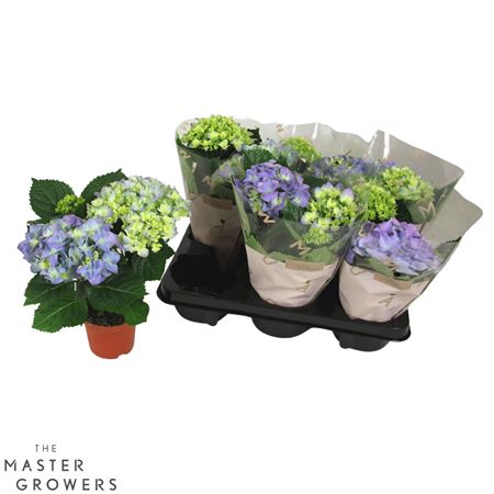 Hydrangea Ma Early Blue 2+