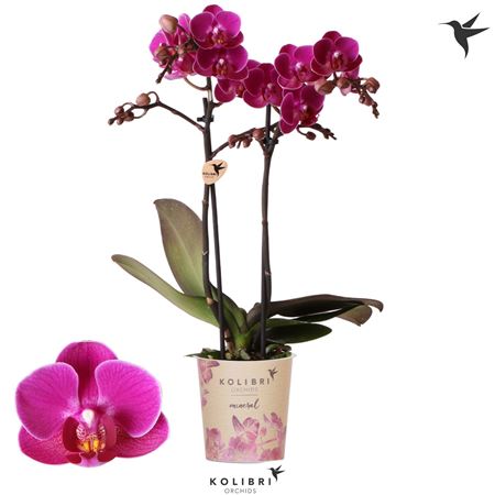 Phal 2st Merida 22+ (ok)