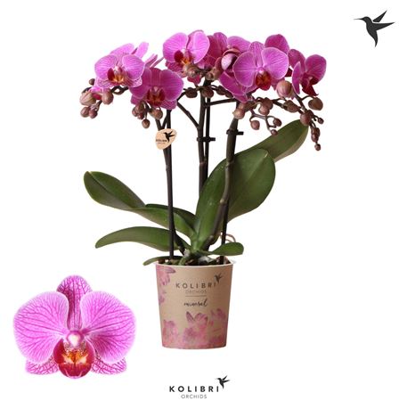 Phal 3st Hamburg 22+ (ok)