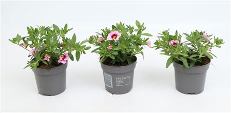 Calibrachoa Cabaret Light Pink Eye