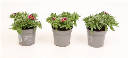 Calibrachoa Cabaret Good Night Kiss