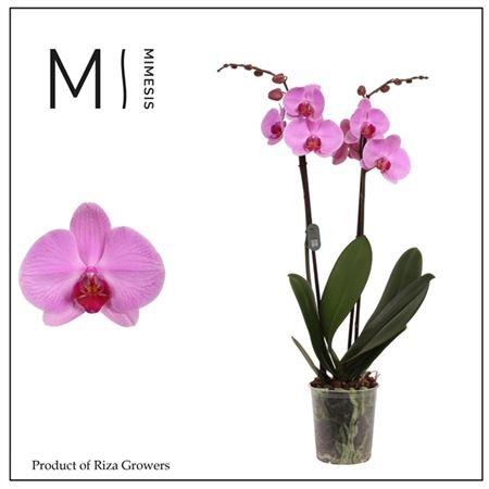 Phal 2st Orlando 16+ (mimesis)