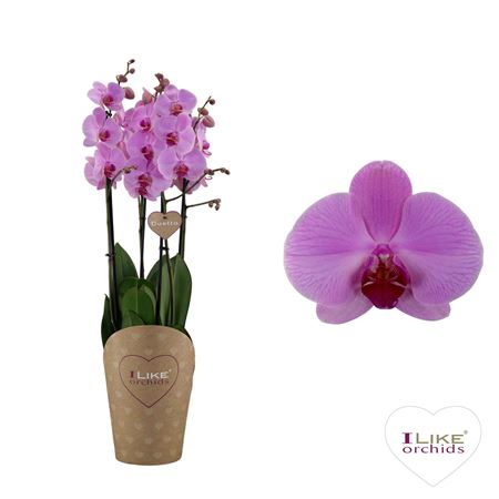 Phal 4st Duetto Orlando  40+ (levo)