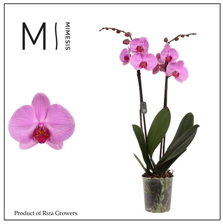 Phal 2st Orlando 16+ ()orchid Growers)
