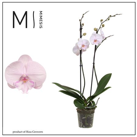 Phal 2st Ambon 16+ (mimesis)