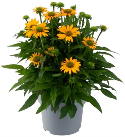 Echinacea Lakota, Yellow