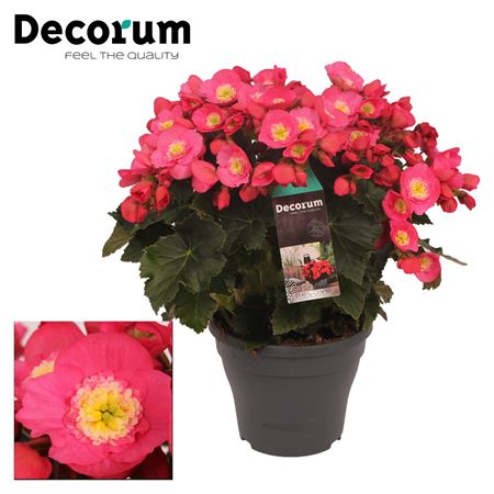Begonia Belove Pink (decorum)