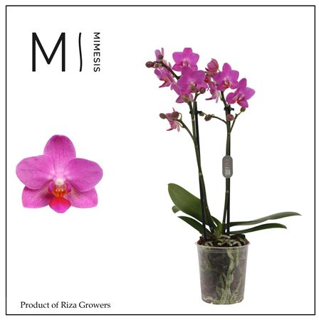 Phal 2st Pink Flamingo 16+ (orchid Growers)