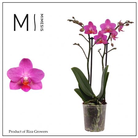 Phal 2st Pink Flamingo 16+ (mimensis)