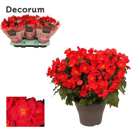 Begonia Belove Red Outdoor (decorum)