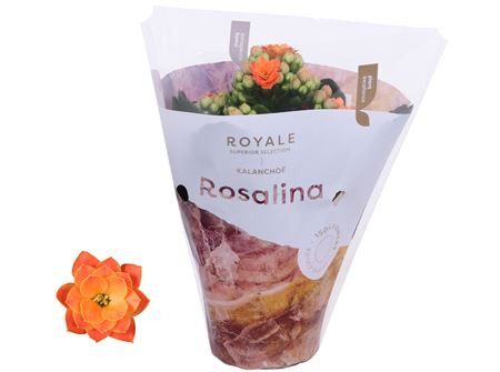 Kal Ros Royale Orange