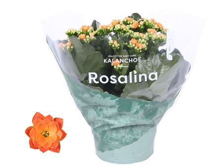 Kal Ros Don Pedro Orange