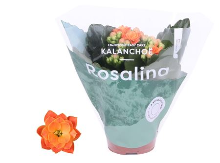 Kal Ros Don Pedro Orange