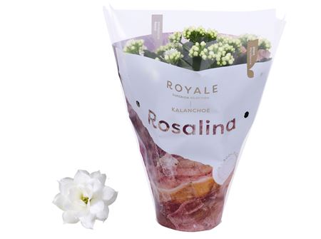 Kal Ros Royale White