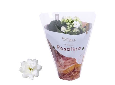 Kal Ros Royale White