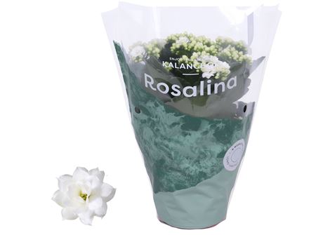 Kal Ros Don Dione White