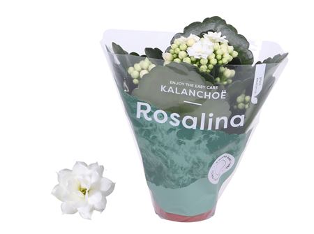 Kal Ros Don Dione White