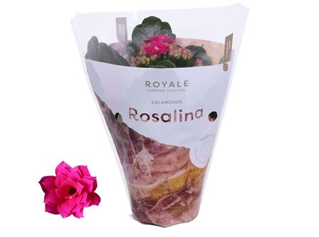 Kal Ros Royale Purple