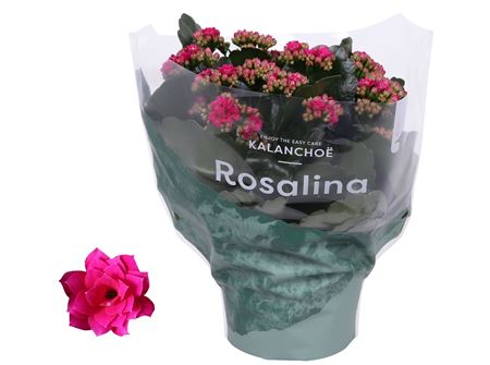 Kal Ros Don Victorio Dark Pink
