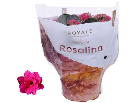 Kal Ros Royale Purple