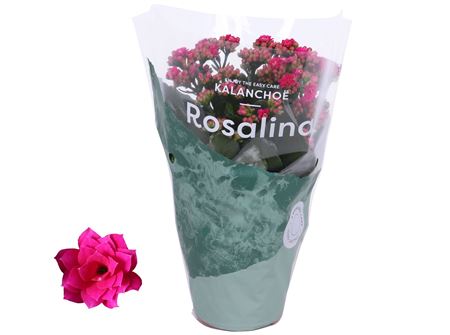 Kal Ros Don Victorio Dark Pink