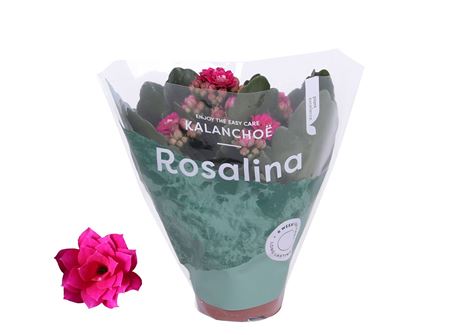 Kal Ros Don Victorio Dark Pink