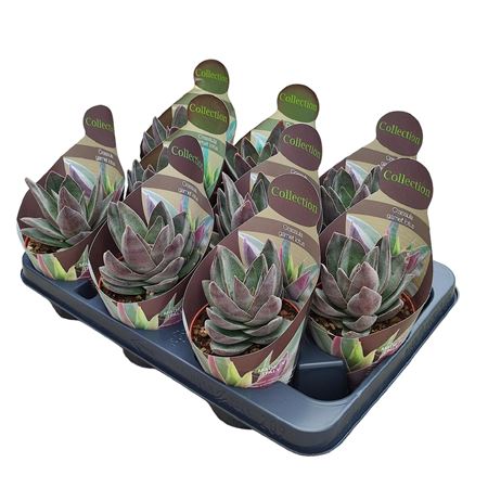 Crassula Garnet Lotus Potcover