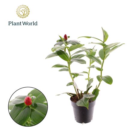 Costus Woodsonii