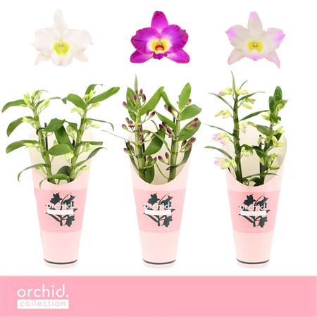 Dendr Nob 2st Mix Compact Orchid Collection