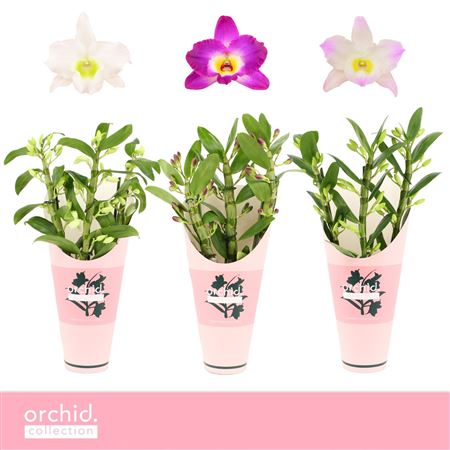 Dendr Nob 3st Mix Compact Orchid Collection