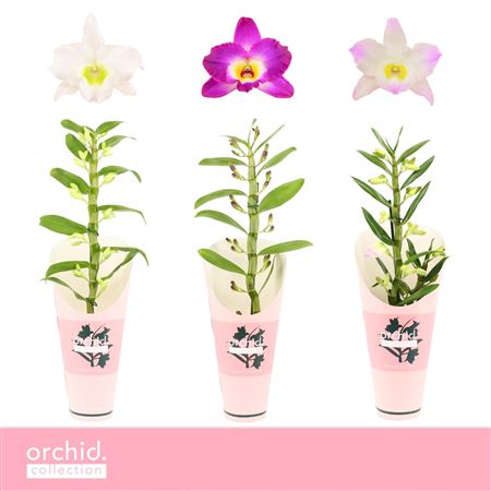 Dendr Nob 1st Mix Orchid Collection